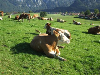 Holiday apartment Inzell Environment 12