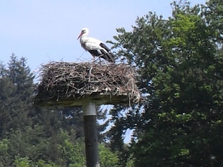 Störche in ihrer Nähe