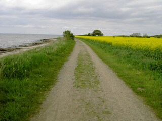 Wanderweg vor der Haustür mit Rapsblüte