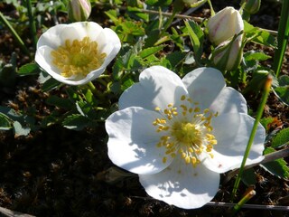 Villa Julianadorp Ambiente 16