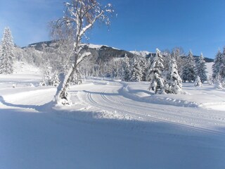 Hochmoorloipe_Zauberhafte Winterlandschaft