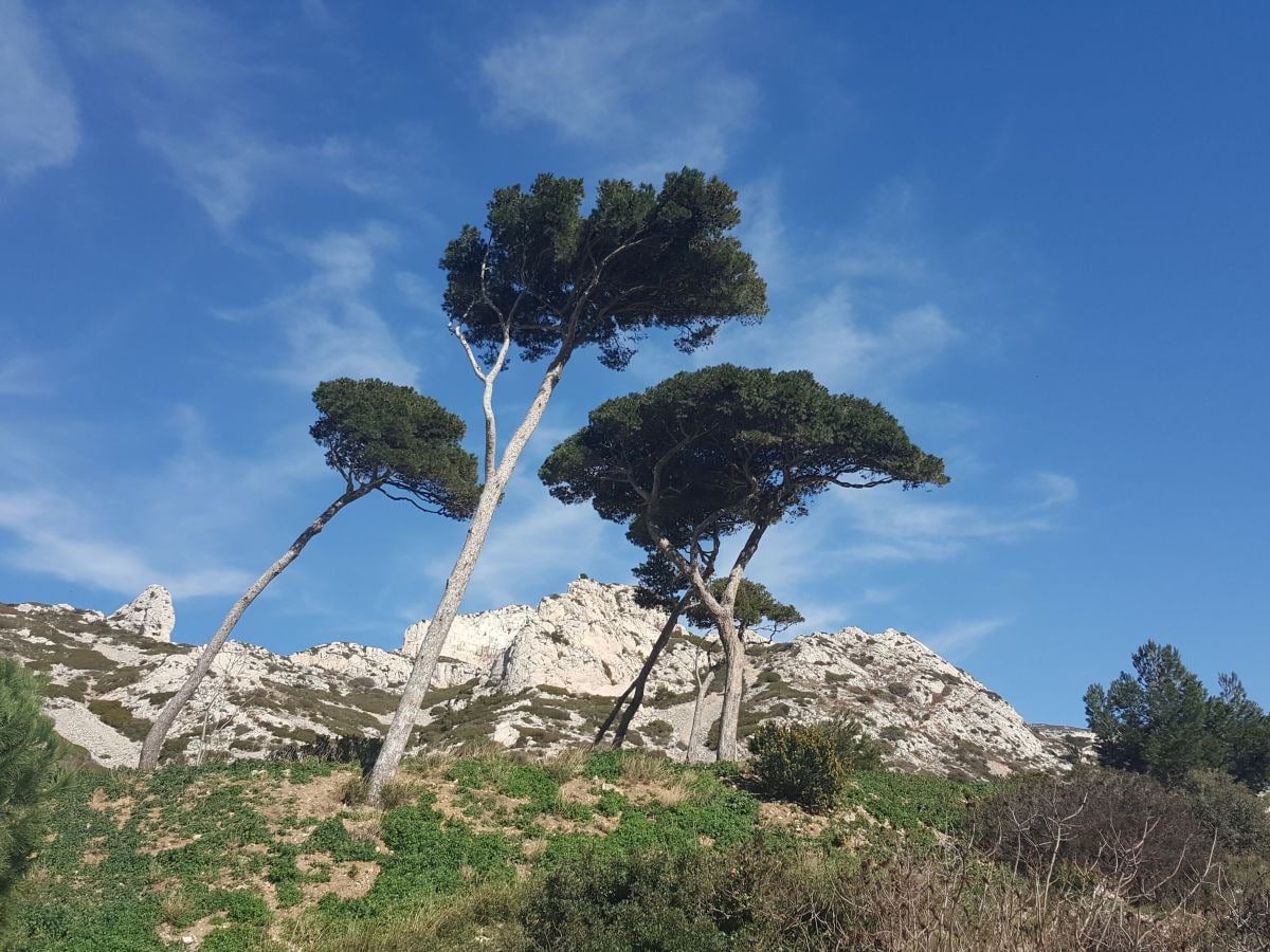 die Alpilles Traumlandschaft