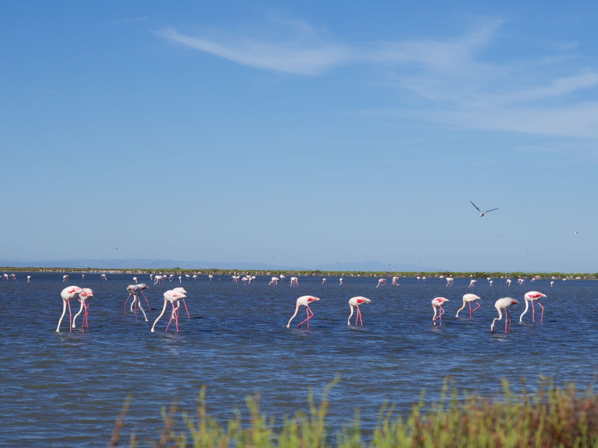 Camargue und die Flamingos