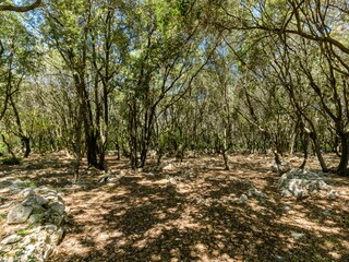 Casa per le vacanze Ostuni Ambiente 35