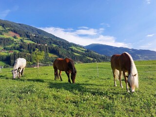Casa per le vacanze Ramsau im Zillertal Ambiente 39