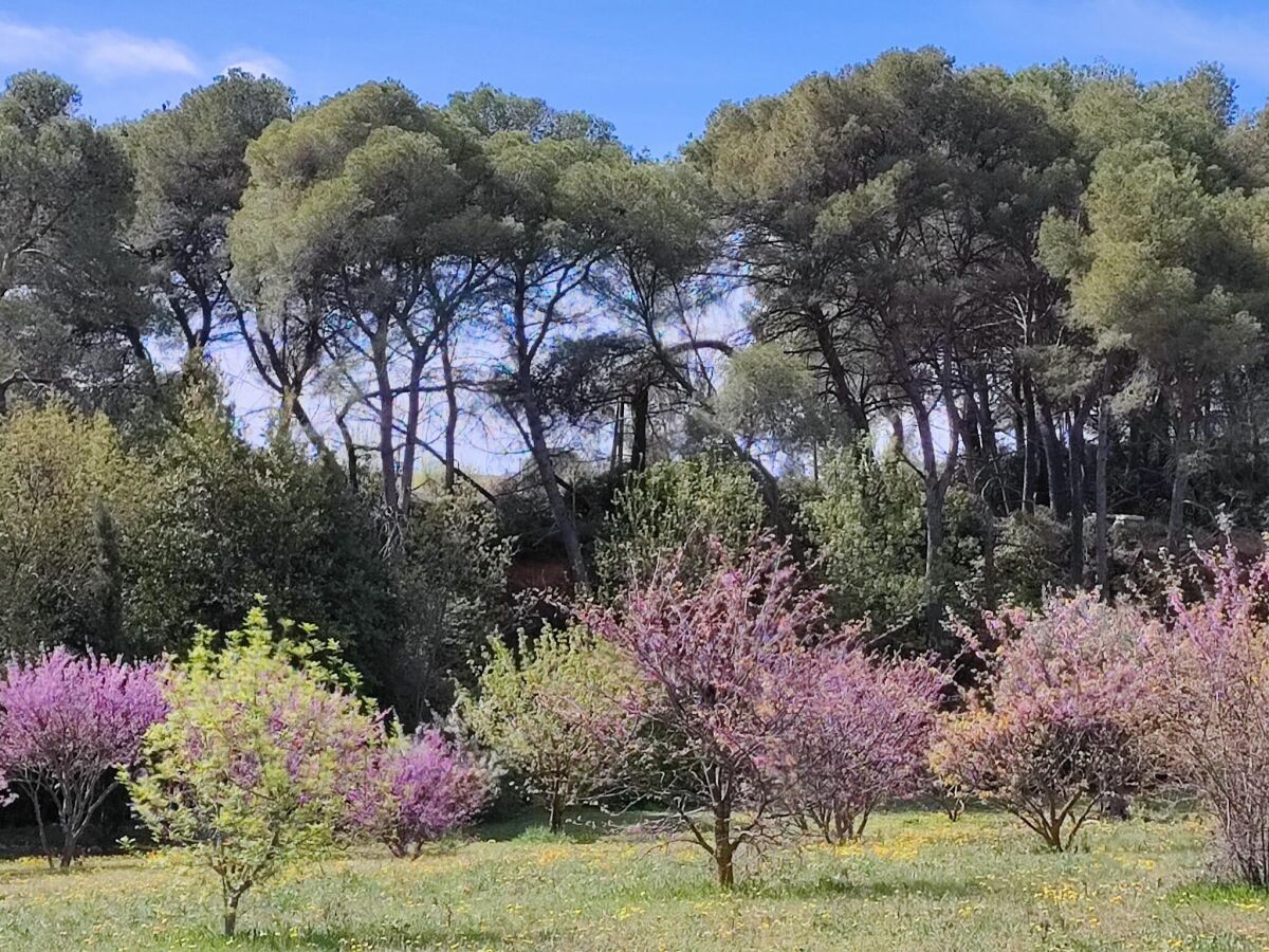 Casa de vacaciones Puisserguier Grabación al aire libre 1