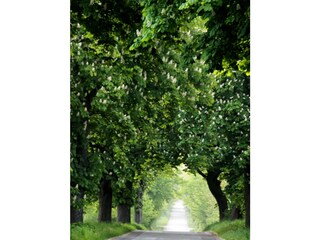 Kastanienallee von Sparow nach Malchow