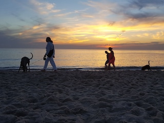Spaziergang mit ihr vierbeinigen Freund