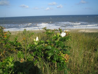 Eine wilde Rose auf der Dune