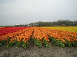 Vakantiehuis Callantsoog Omgeving 33