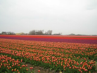 Vakantiehuis Callantsoog Omgeving 30