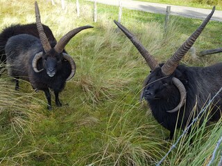 Vakantiehuis Callantsoog Omgeving 35