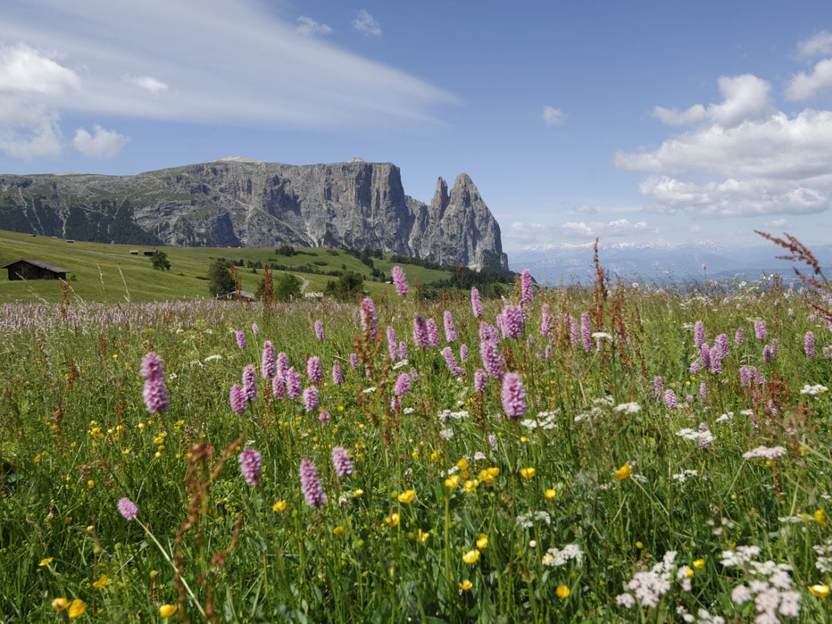 Seiseralm in Blüte