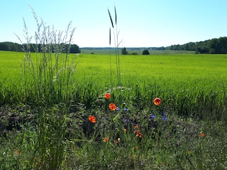 Am Wegesrand  von Damerow