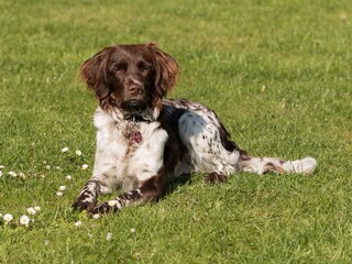 unser Familienhund Rieke