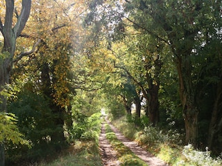 Waldweg neben dem Grundstück des Ferienhauses