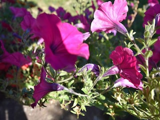 Ferienhaus Beulotte-Saint-Laurent  40