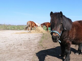 Casa per le vacanze Lütjenholm Ambiente 29