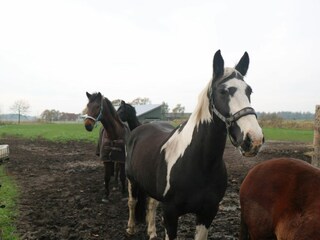 Casa per le vacanze Lütjenholm Ambiente 31