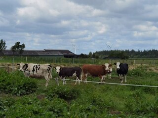 Casa de vacaciones Lütjenholm Entorno 33