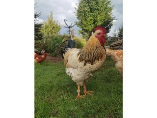 Casa de vacaciones Lütjenholm Entorno 34