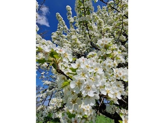 Ferienwohnung Endingen am Kaiserstuhl Umgebung 21