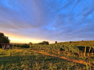 Ferienwohnung Endingen am Kaiserstuhl Umgebung 26