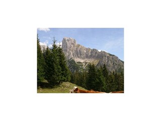 kuh_almweide_gosaukamm-klein