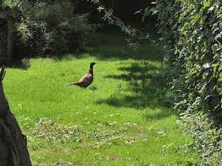 Vakantiehuis Enø  8