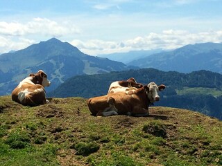 Appartamento per vacanze Reit im Winkl Ambiente 33