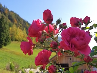 Appartamento per vacanze Reit im Winkl Registrazione all'aperto 16