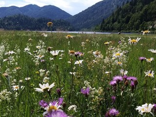 Blumenwiese am Weitsee