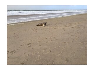 Appartamento per vacanze Callantsoog Ambiente 17