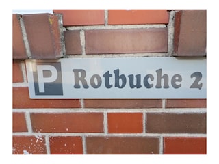 Rotbuche 2