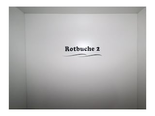 Rotbuche 2