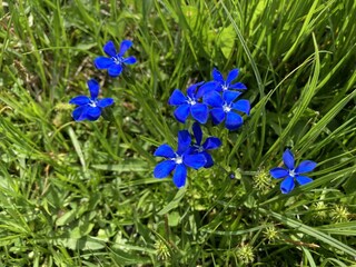 Blumen