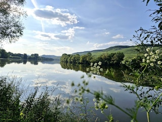 Die Mosel vom Fahrradweg