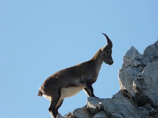 Gamsbock in den Hindelanger Berge