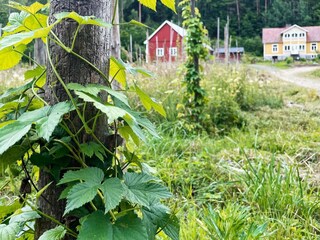 Holiday house Kyrkhult Outdoor Recording 3