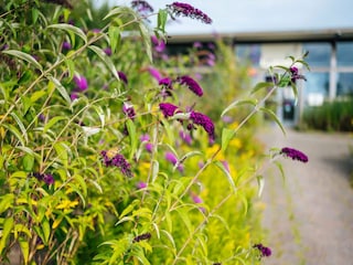 Ferienhaus Havelte  37