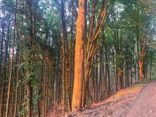 Ferienhaus Rheezerveen Umgebung 38