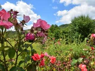 Holiday house Saint-Franchy  38