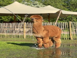 Maison de vacances Paasloo Environnement 26