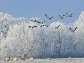 Ferienhaus Lenzerwische Umgebung 32