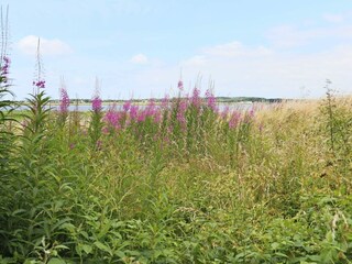 Holiday house Blixtorp  5