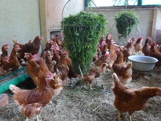 unsere Mitarbeiter - frische Eier