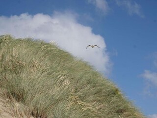 Vakantiehuis Kamperland Omgeving 44