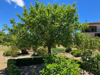 Villa Félines-Minervois Außenaufnahme 6