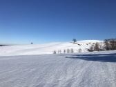 Löwenzahnwiese im Schnee :)