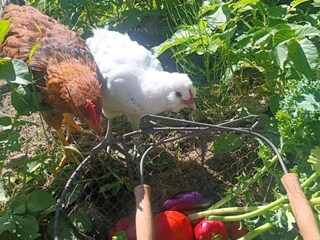 Holiday house Laxne Outdoor Recording 2